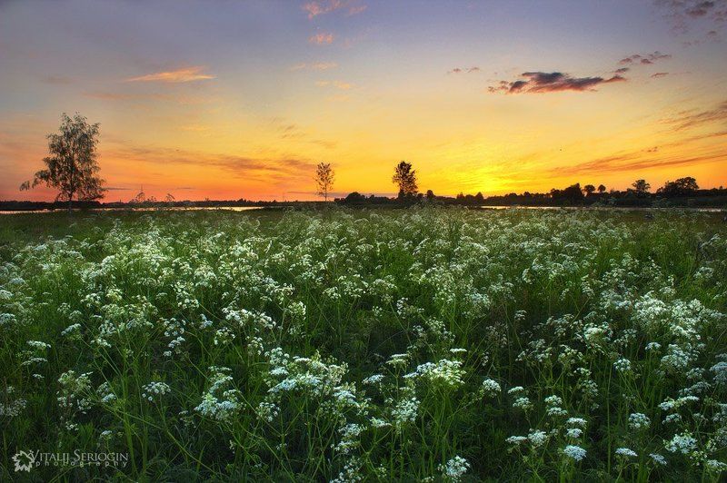 цветы., вечер Цветы фото превью