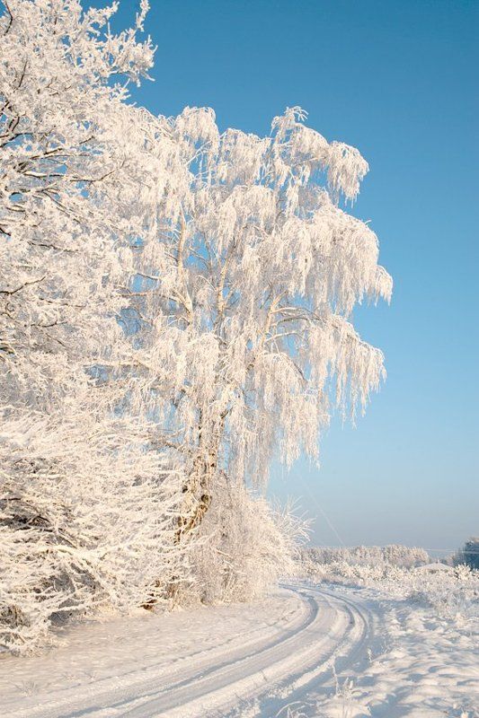 Зима наступила - белая и пушистая фото превью