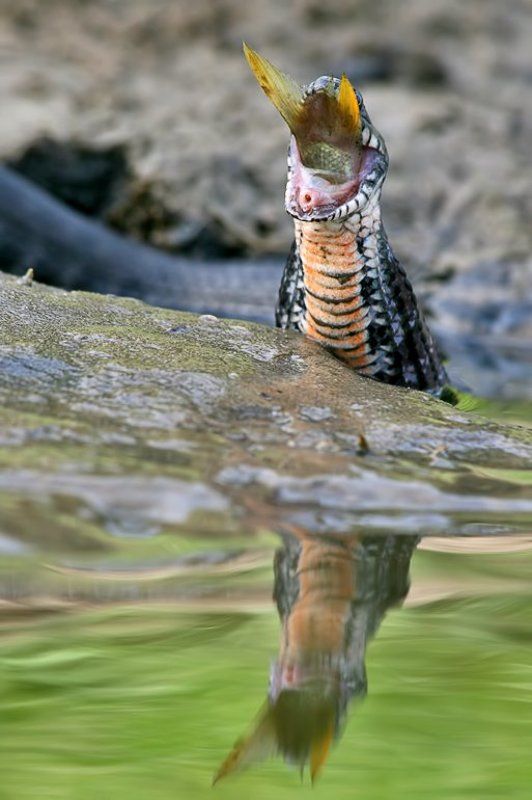 Проглот фото превью
