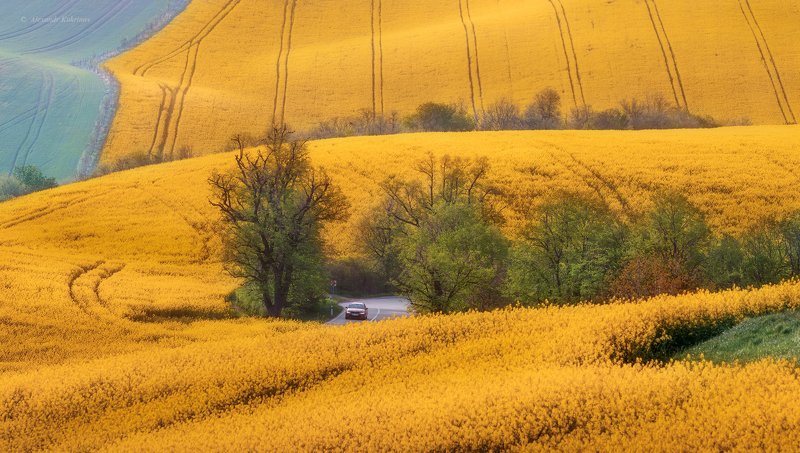 пейзаж, моравия, весна, рапс Весна близко...! фото превью