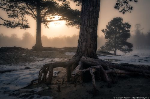 Танцы утреннего леса