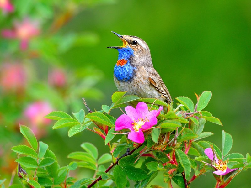 природа, фотоохота,  птицы, животные, весна Перелетные птицы. фото превью