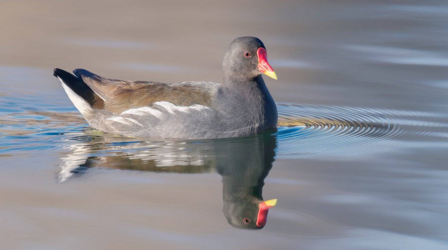 , Alexander Plekhanov