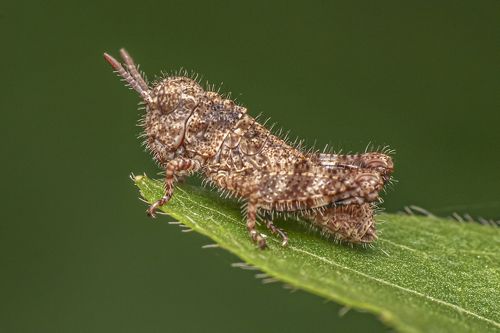 Small insect in the garden