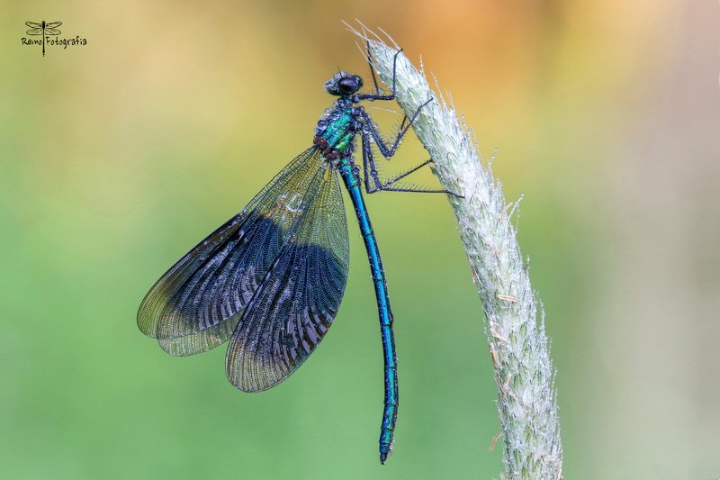 Calopteryx splendens- Świtezianka błyszcząca, świtezianka lśniąca. фото превью