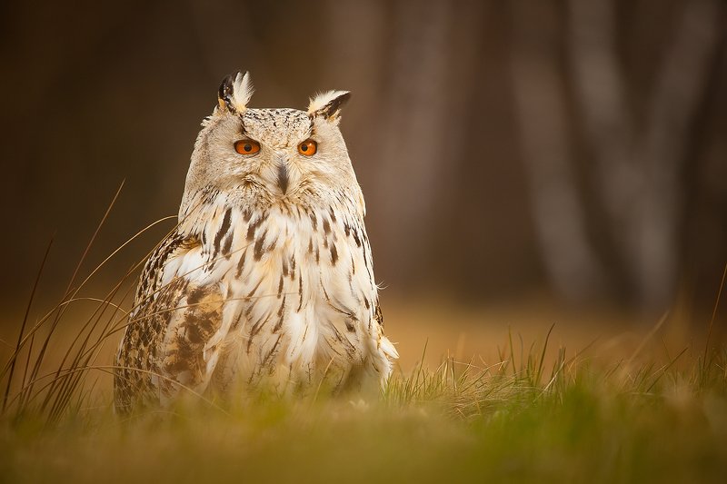 Siberian Eagle Owl фото превью