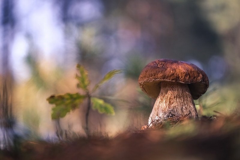 Боровичок фото превью