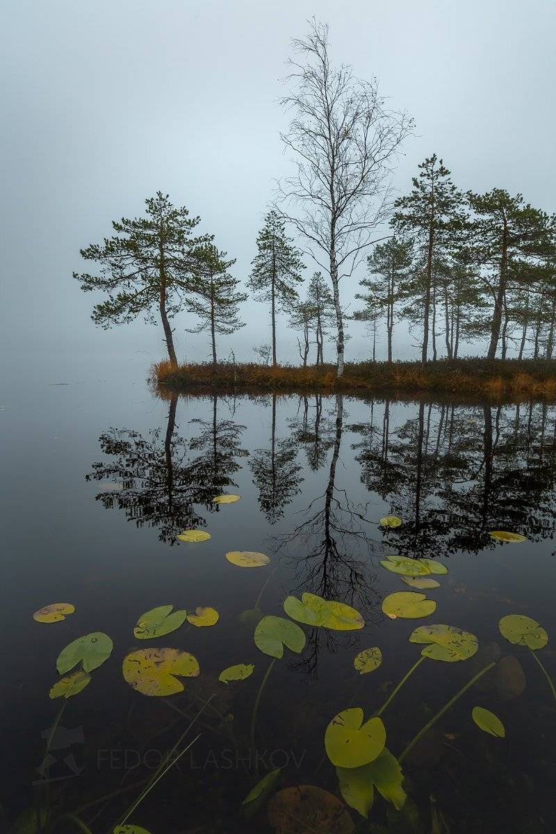 ленинградская область, рассвет, осень, пасмурно, сосна, озеро, туман, отражение, деревья, берег, листья, кубышка, непогода, серый,, Лашков Фёдор