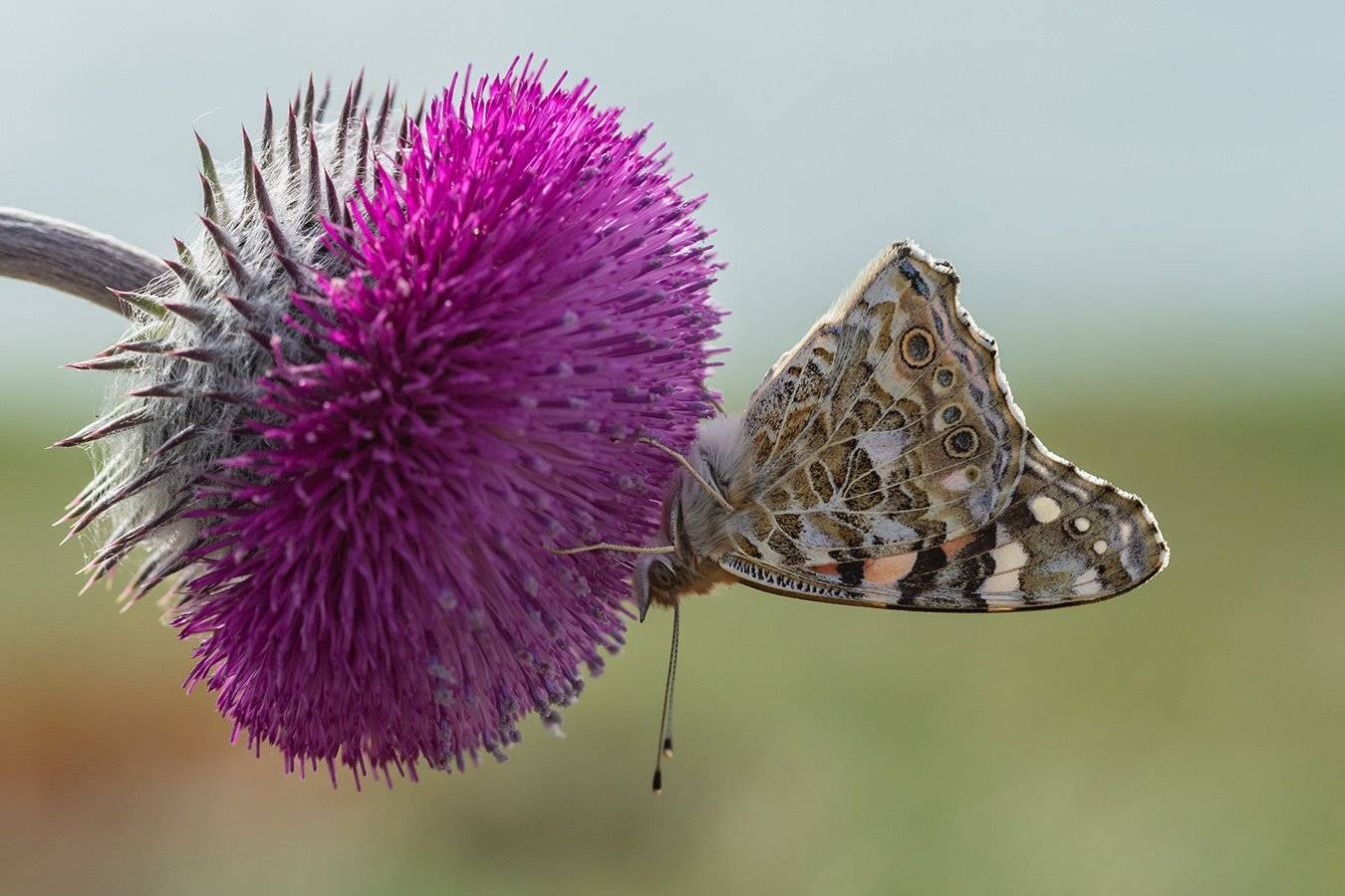 , Илья Михеев