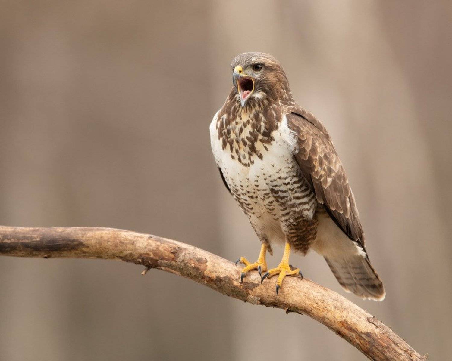 канюк, птицы, хищник,, Владимир Пакалевич