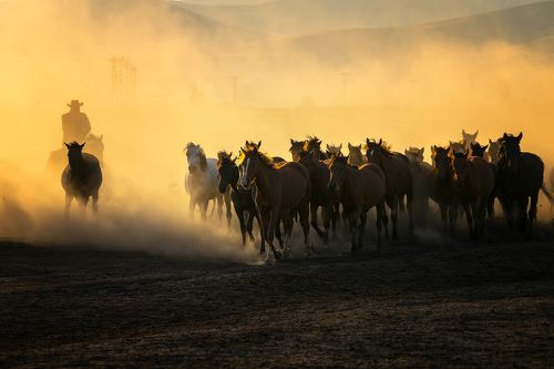Horses and man
