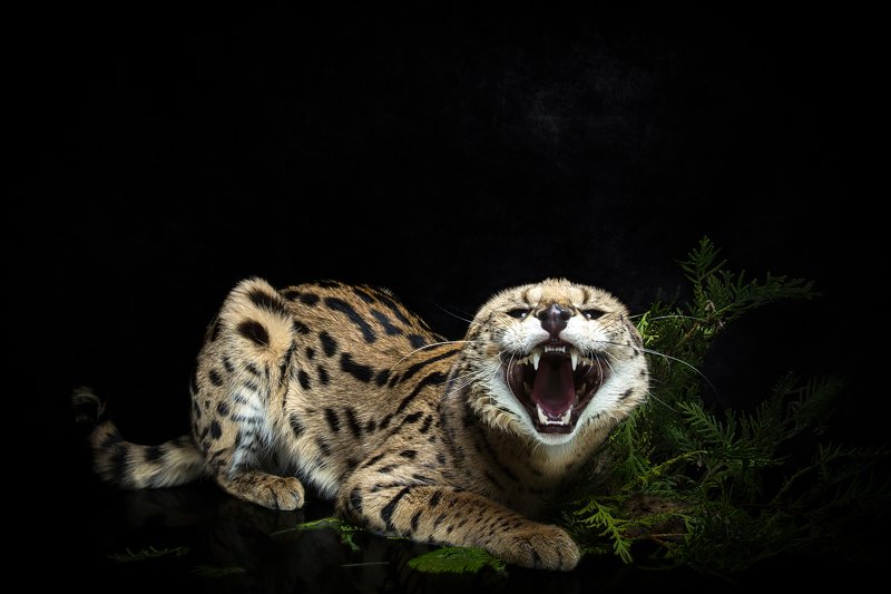 Не подходи фото превью