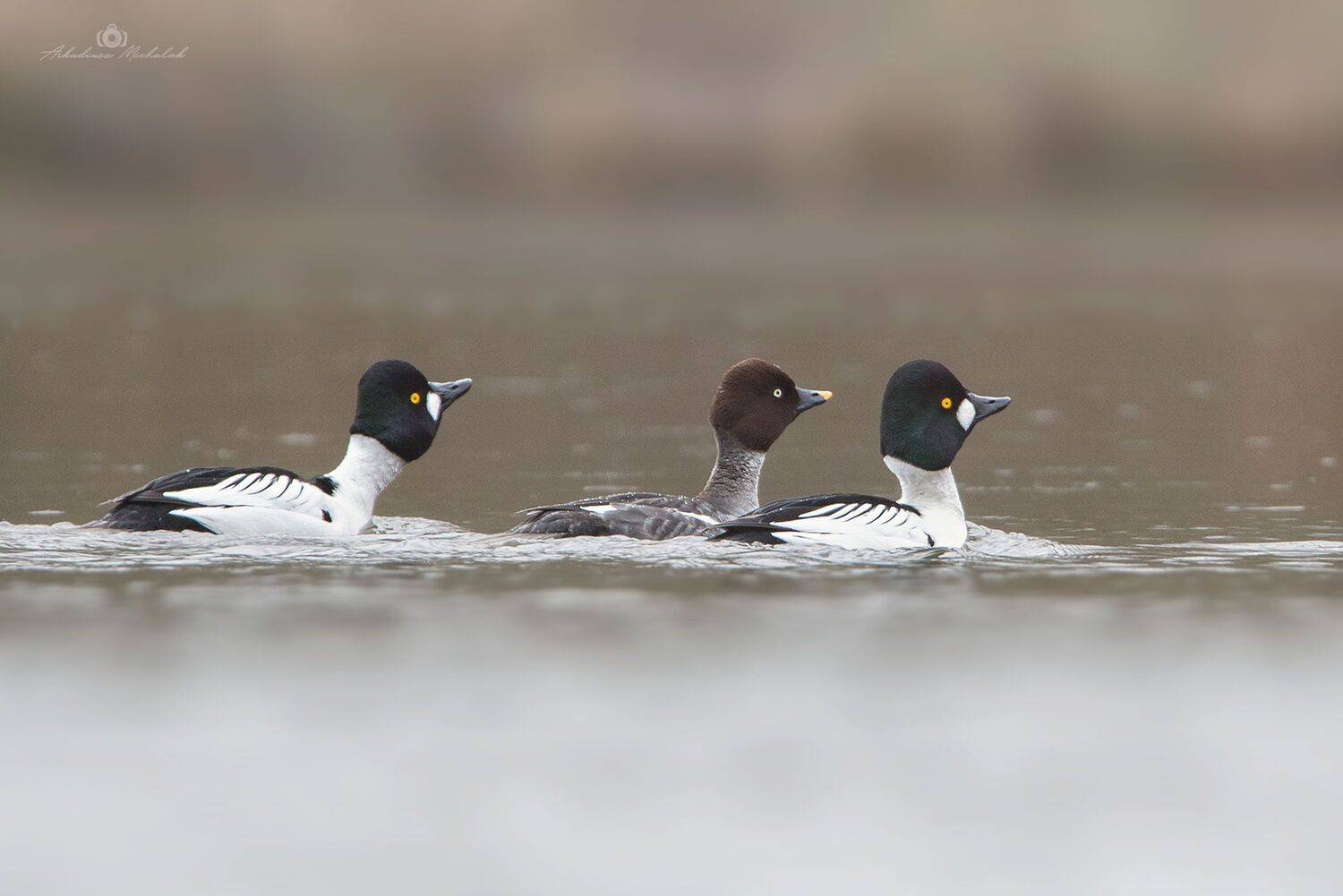 , Arkadiusz Michalak