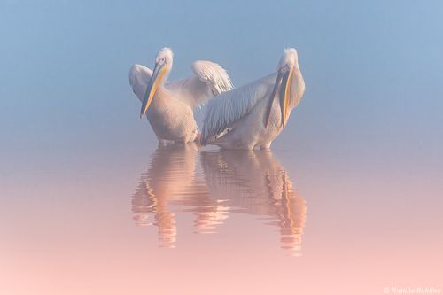 Два Пеликана ...