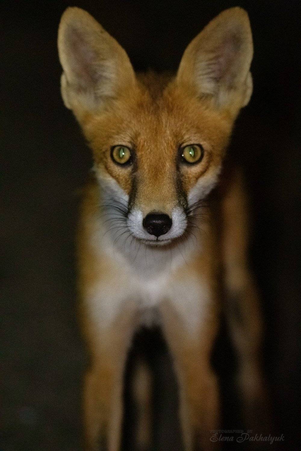 лиса,лисенок,животные,природа,крым,рыжий лис,детеныш,фототур,бердвочинг, Elena Pakhalyuk