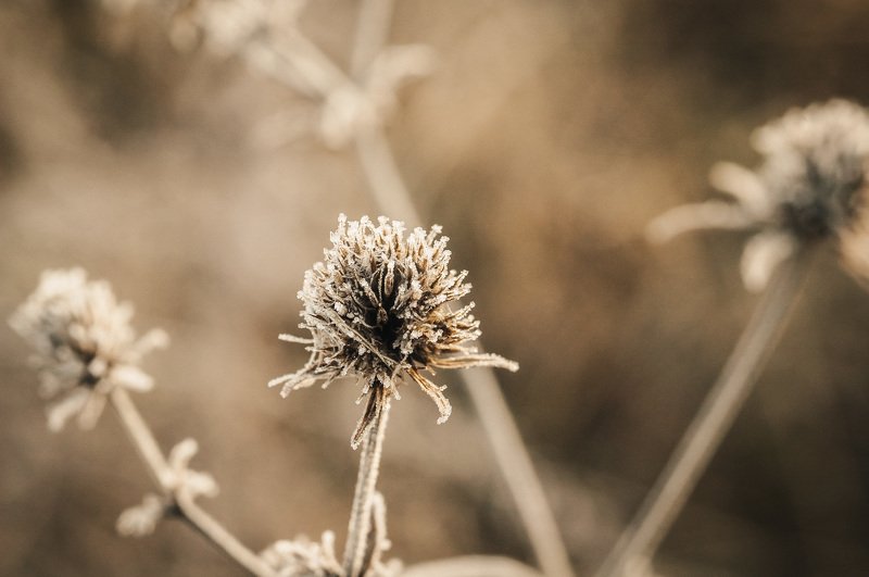 макро, лёд, иней, зима, флора, растения, мох, утро, мороз, колючка, macro, closeup, flora, winter, morning, cold, needles, ice, macrophoto Чада инея фото превью