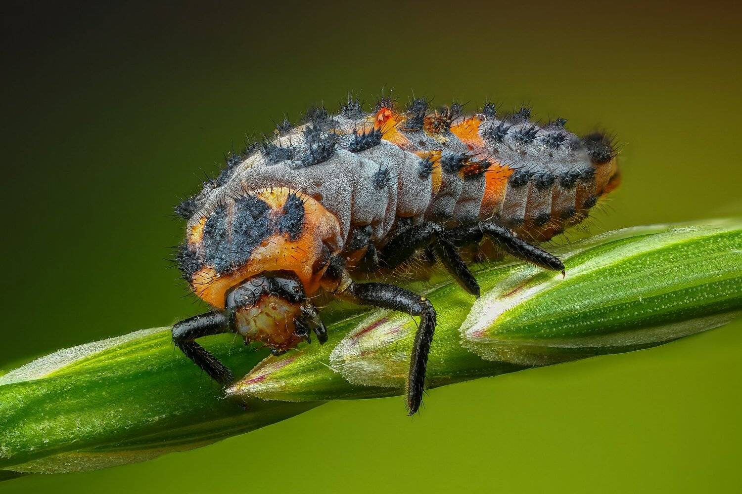 жук,макро,природа,цвет,зеленый,растение, Андрей Шаповалов