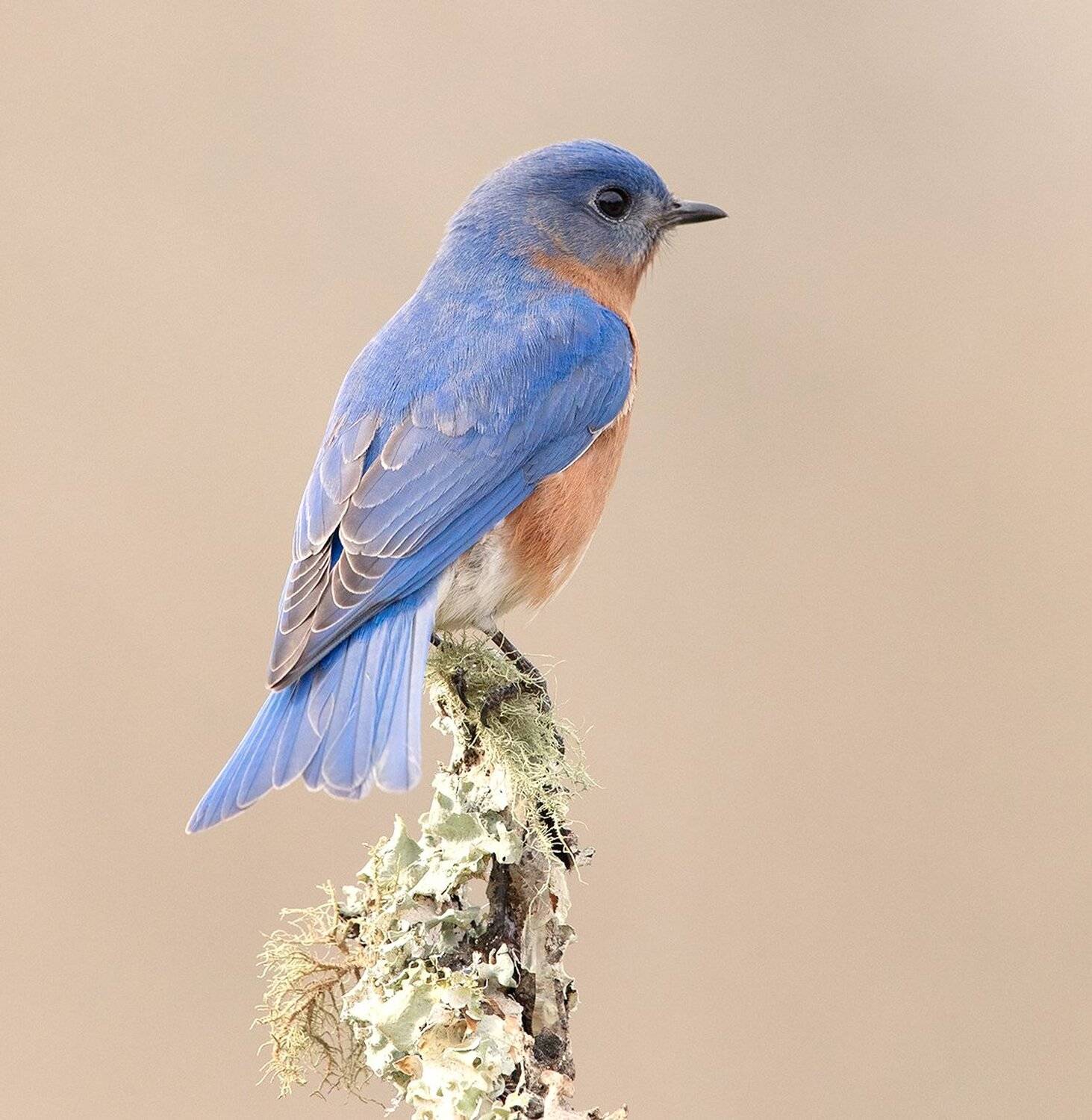 восточная сиалия, eastern bluebird,bluebird, Elizabeth Etkind