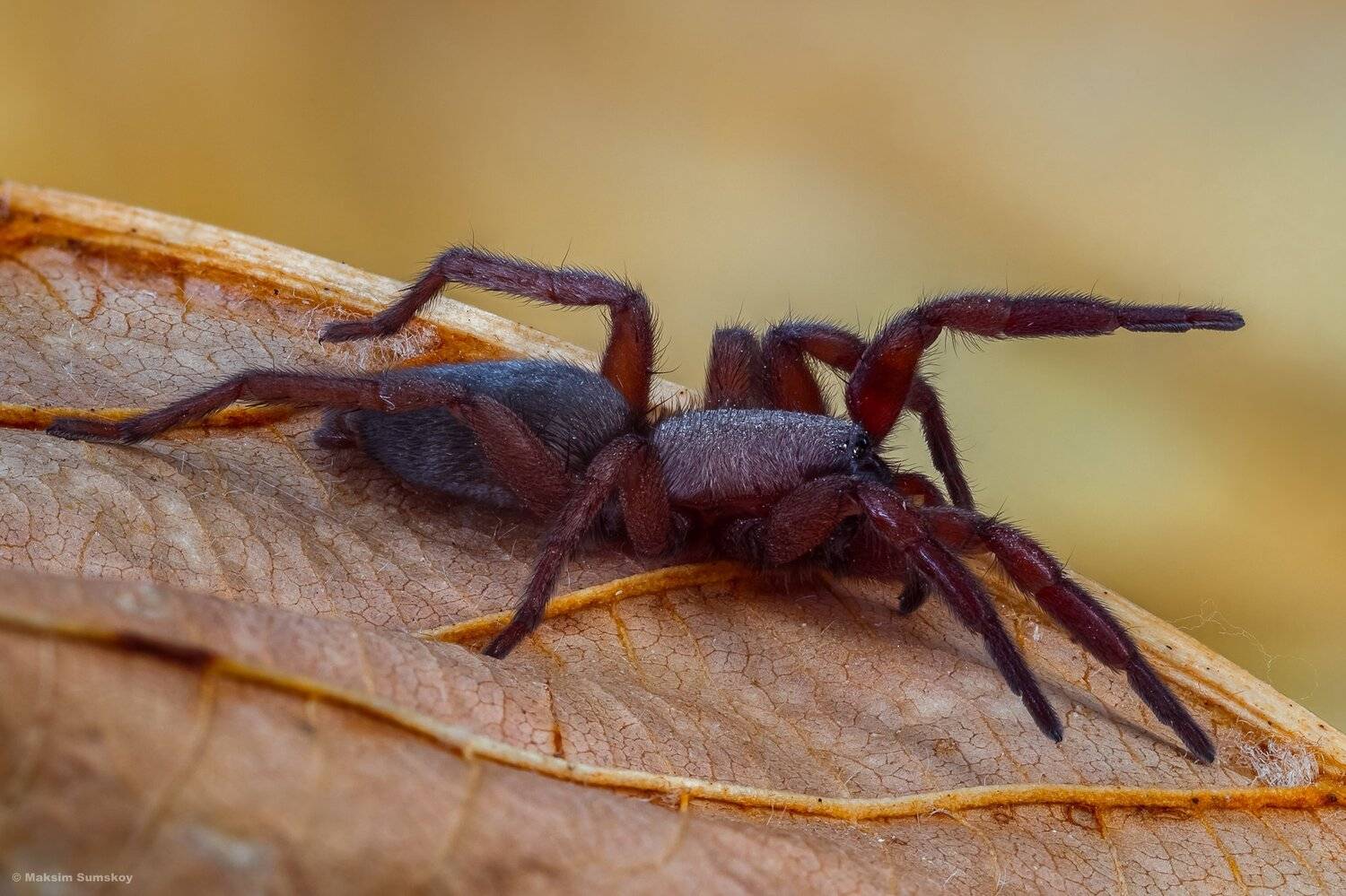 макро,стекинг,вега-11у, Максим Сумской