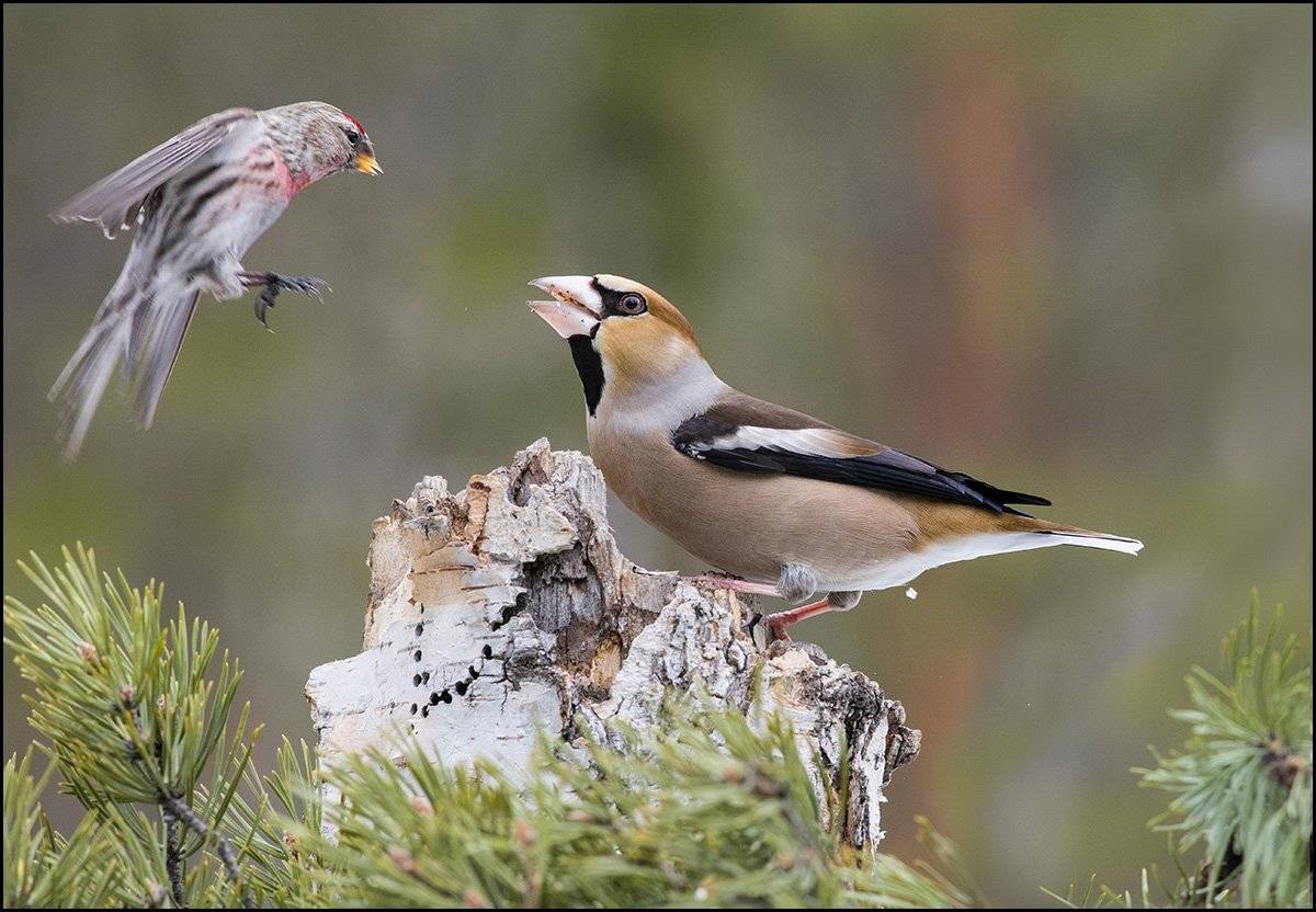 чечётка,дубонос,атака,бор, Иван