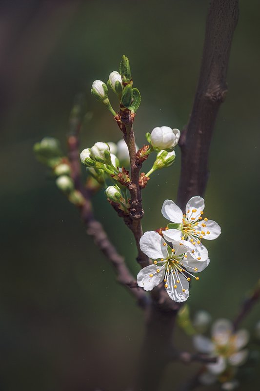 canon 55-250, beautiful, красивый, moment, момент, nature, природа, spring, весна, весенний, blossoming, цветущее, tree, дерево, cherry, вишня, Немного цветущих вишенок в предвкушении теплой погоды :) фото превью