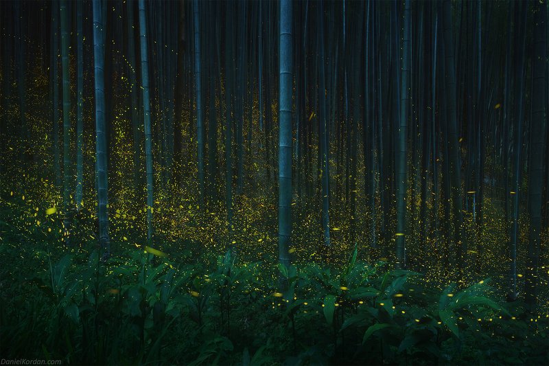 Japan fireflies фото превью