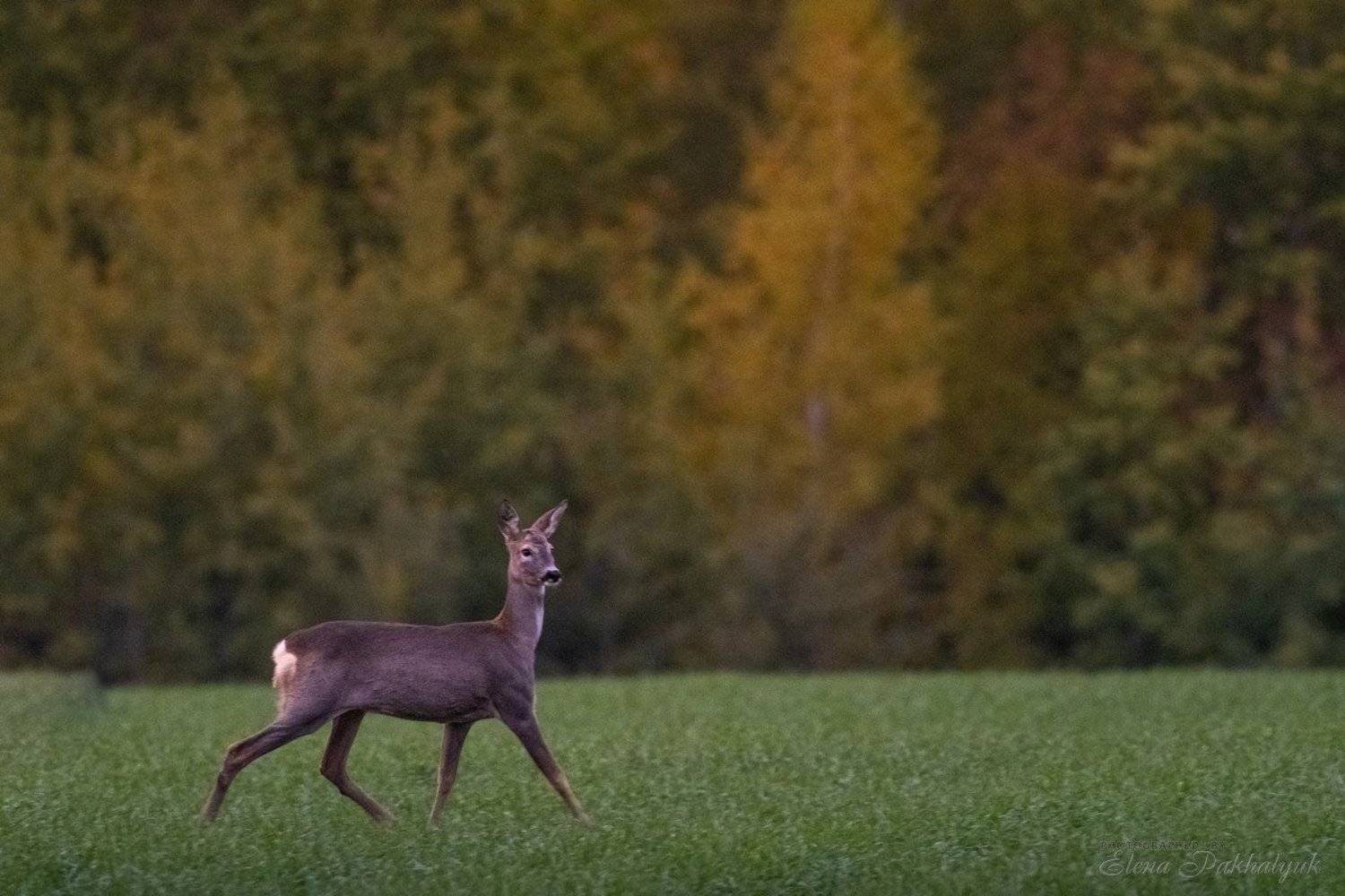 россия,парк,олени,животные,природа,wwf, фототур, анималистика,олень, Elena Pakhalyuk