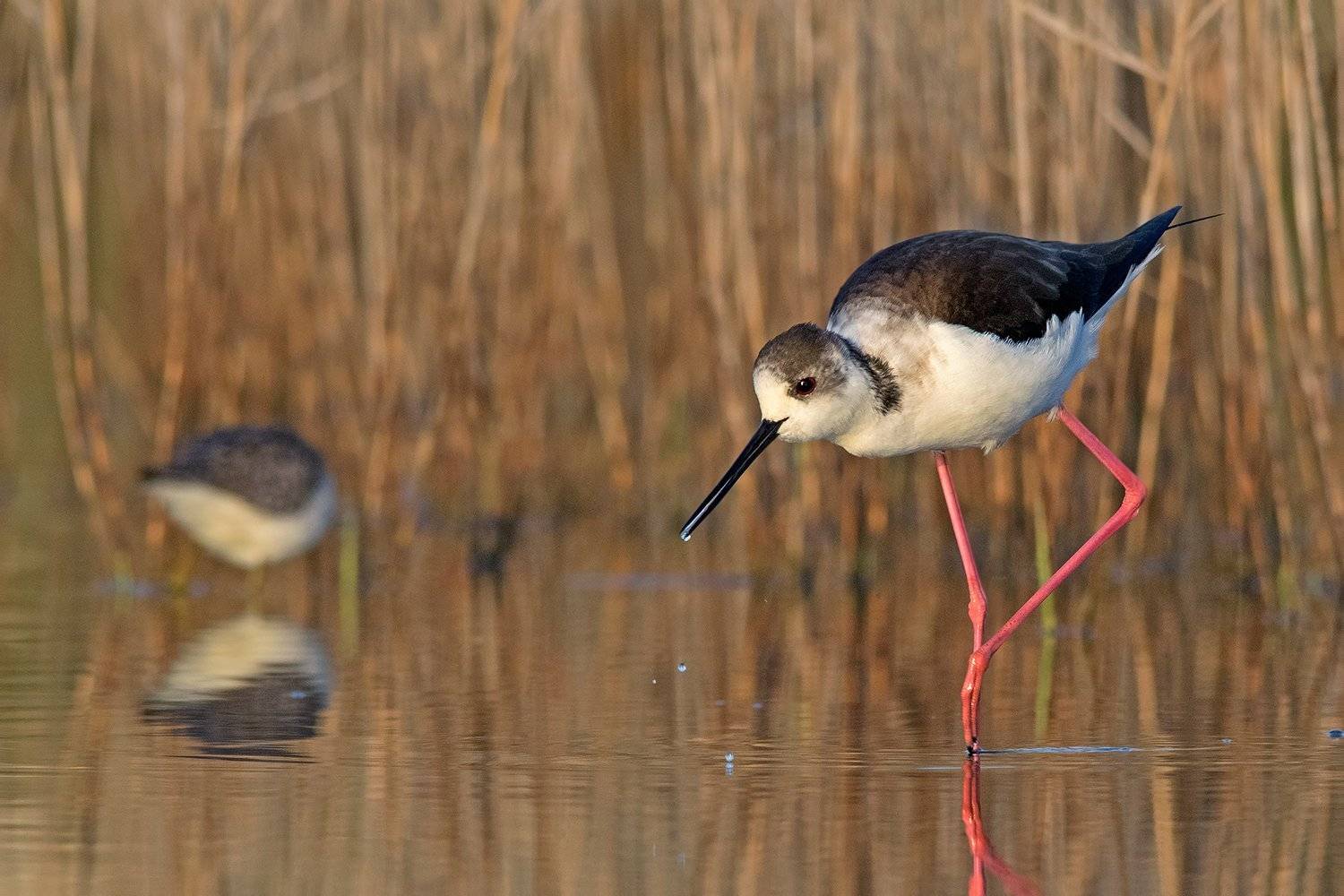 ходулочник, Евгени Стефанов
