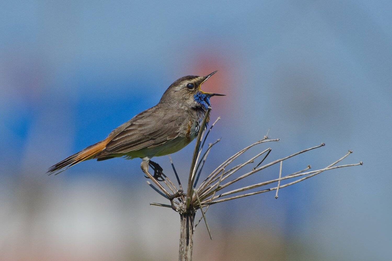 птица, варакушка, самец, Михаил Агеев
