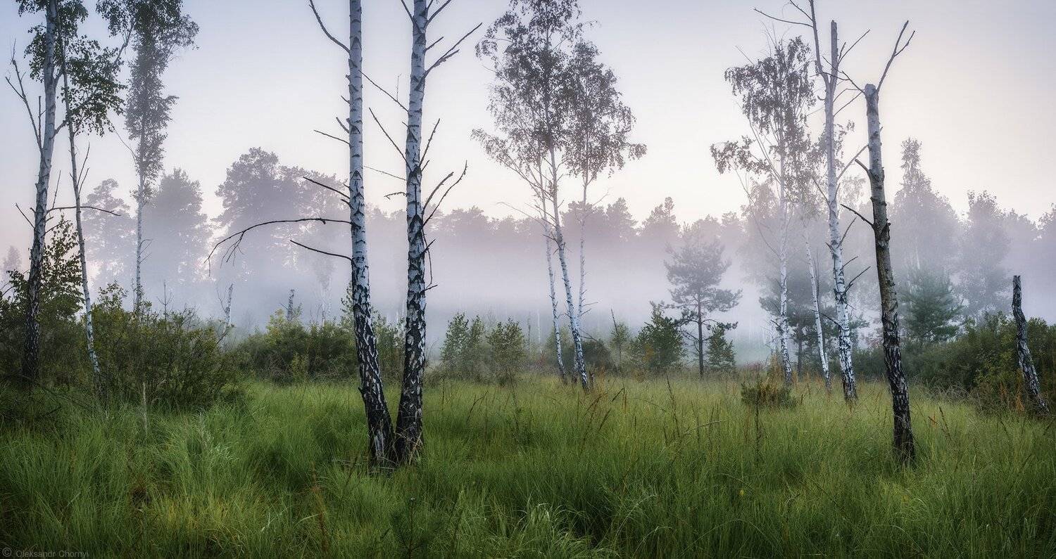 украина, коростышев, пейзаж, природа, лес, полесье, утро, лето, туман, глубина, атмосфера, тишина, уединение, счастье, жизнь, воздух, чистый, вдохновение, трава, любовь, осознанность, дружба, истина, жизнь, березки, деревья, просторы, фотограф, чорный,, Александр Чорный