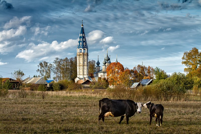 Далеко, далеко, на лугу пасутся КО...) фото превью