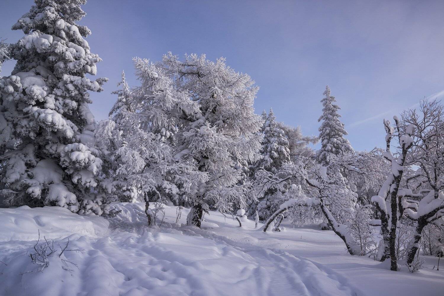 , Андрей Шарапов