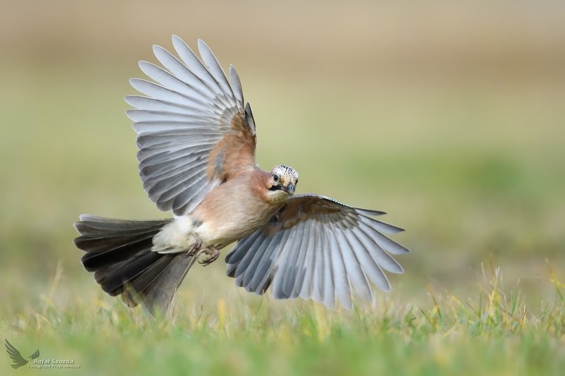 Sójka, Eurasian Jay (Garrulus glandarius) ... фото превью