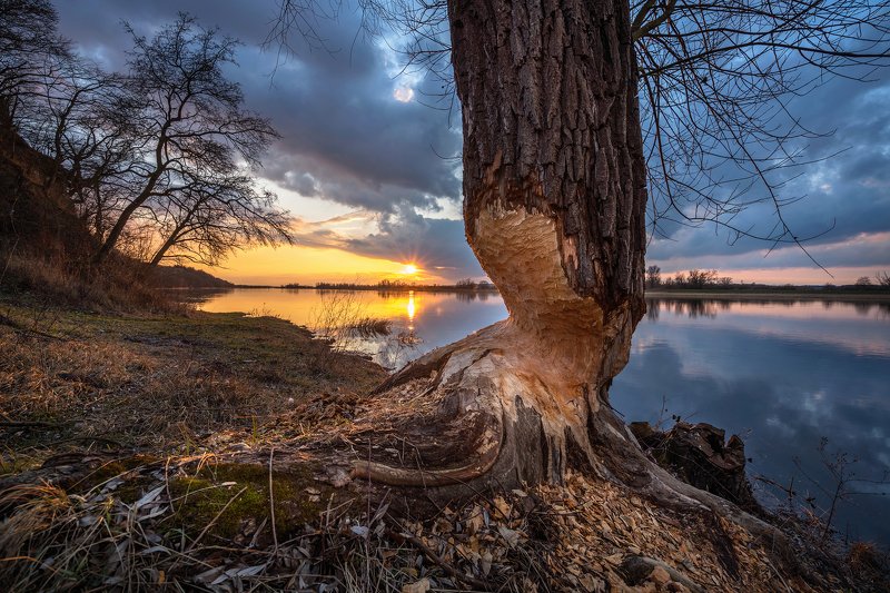 beavers бобры nationalpark unteres odertal river water tree sky sun sunlight park sunset Nationalpark Unteres Odertal фото превью