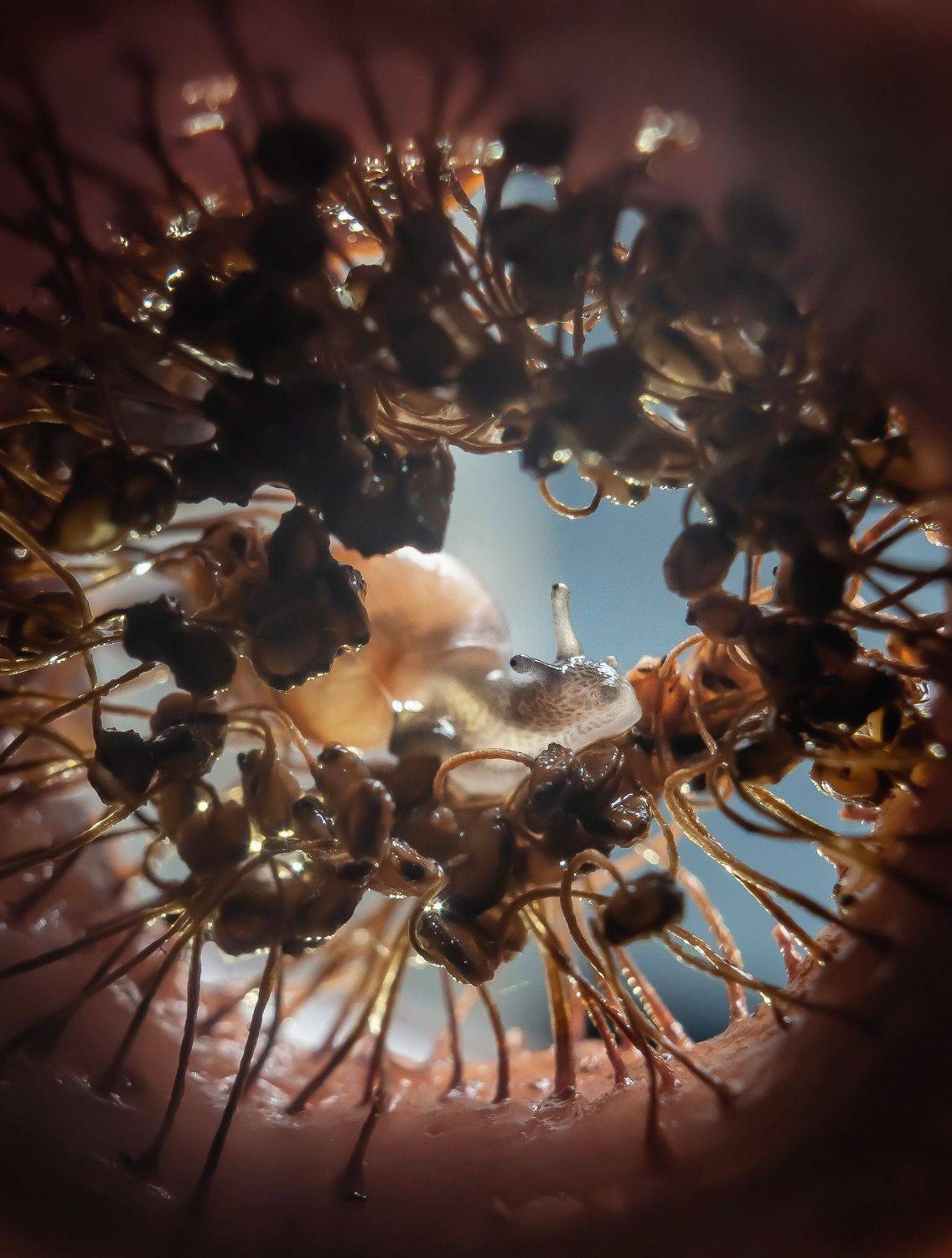 макро, улитка, Тарасова Ольга