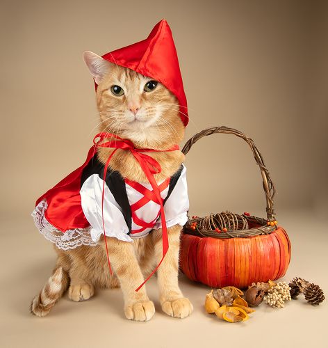 Рыжик - Ginger