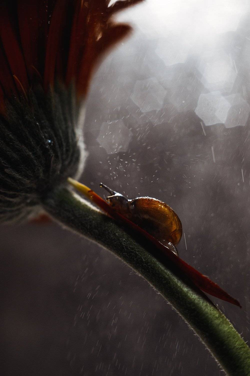 макро, улитка, цветок, macro, snail, flower, Артём Корнев