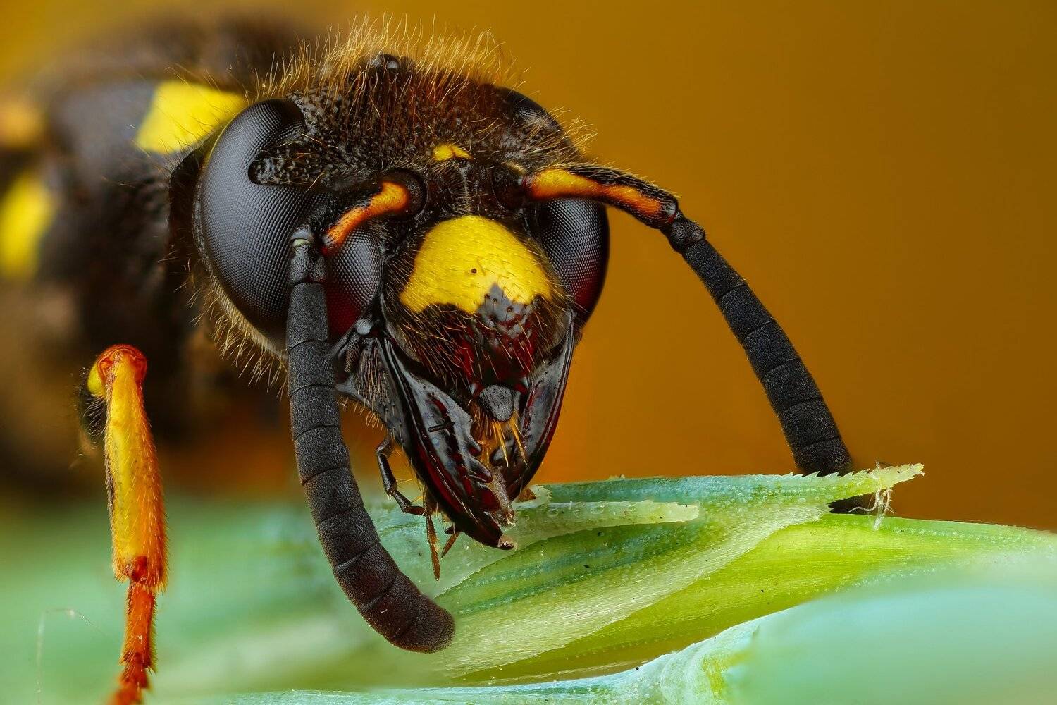 оса,портрет,макро,природа,усы,цвет,зеленый,растение, Андрей Шаповалов