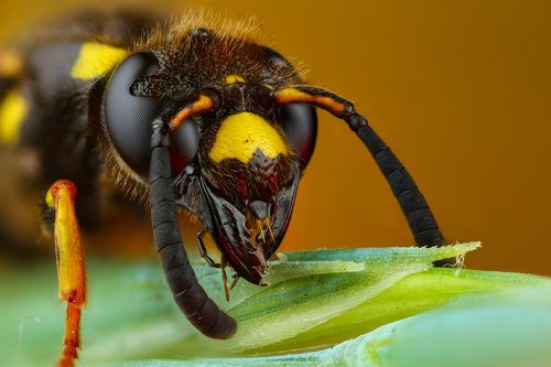 Голова-капелька