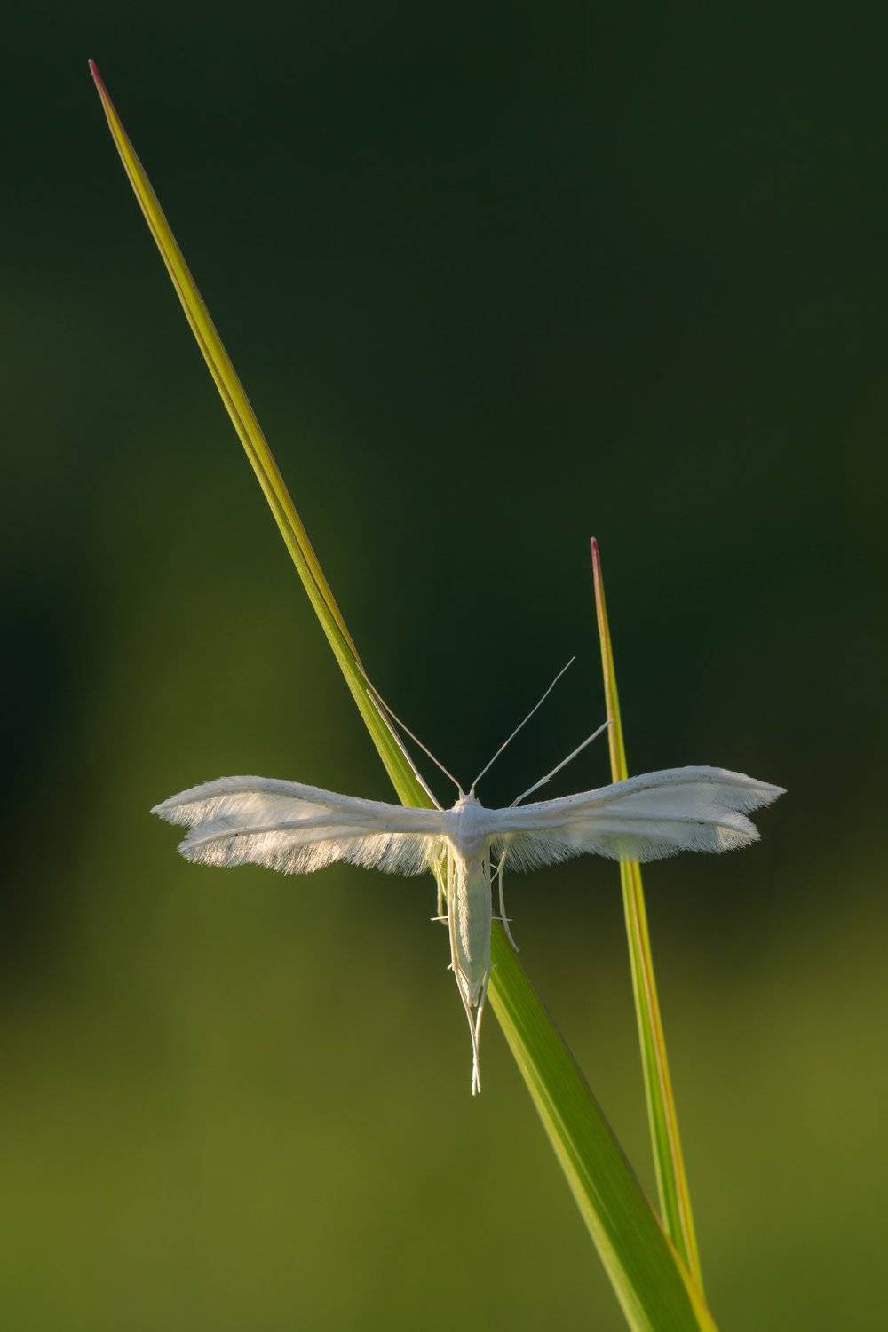 Pterophorus pentadactyla, Пальцекрылка сливовая, пятипалый птицекрыл, Пальцекрылка пятипалая, бабочка вечером, крылья бабочки, белая бабочка, белое на зелёном, зелёный фон, Ксения Соварцева