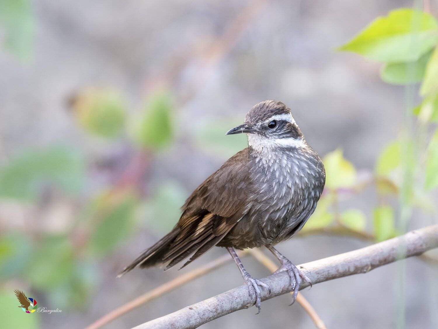 , Fernando Burgalin Sequeira