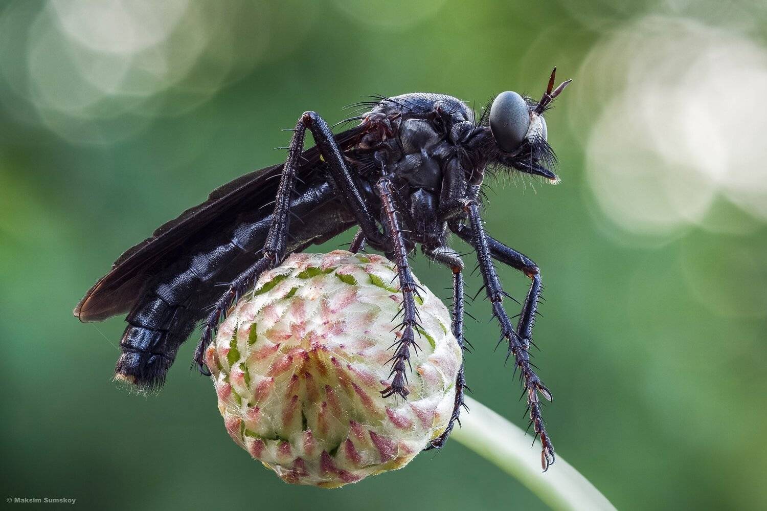 макро,стекинг,вега-11у,ктырь, Максим Сумской