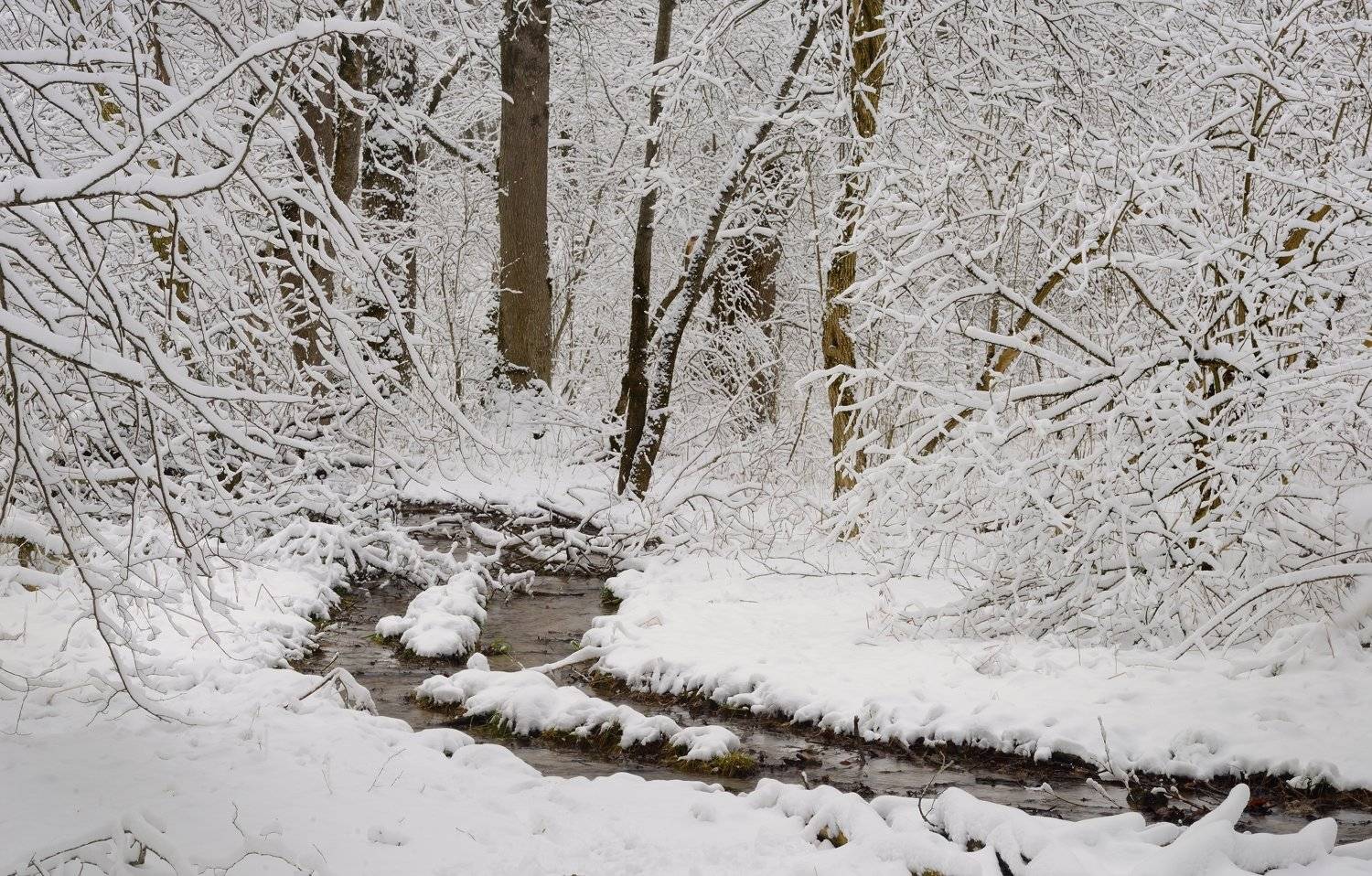 зима утро лес ручей, Александр Жарников