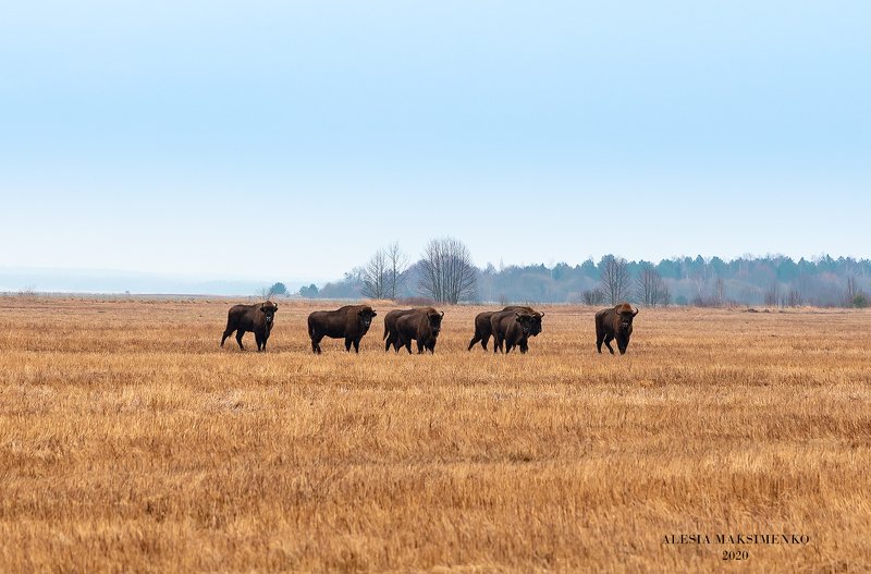 Беларусь Природа  Зубры Беларусь фото превью