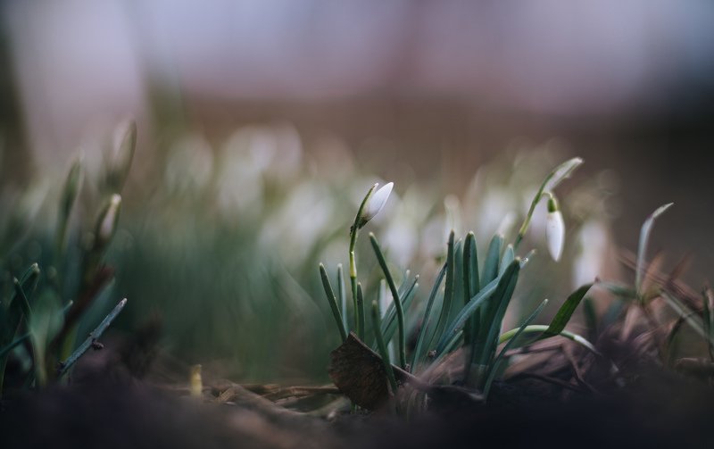 Подснежники фото превью