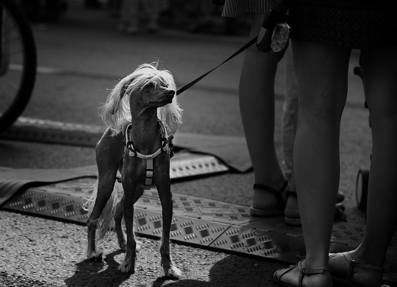 про собак и людей, чб фото, жанровое фото, уличное фото Про собак и людей фото превью