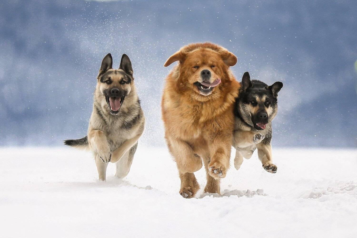 , Андрей Ершов