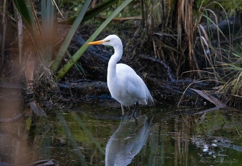 природа,новая зеландия,белая цапля,цапля,птицы,животные,фототур,бердвочинг Красотка в белом фото превью
