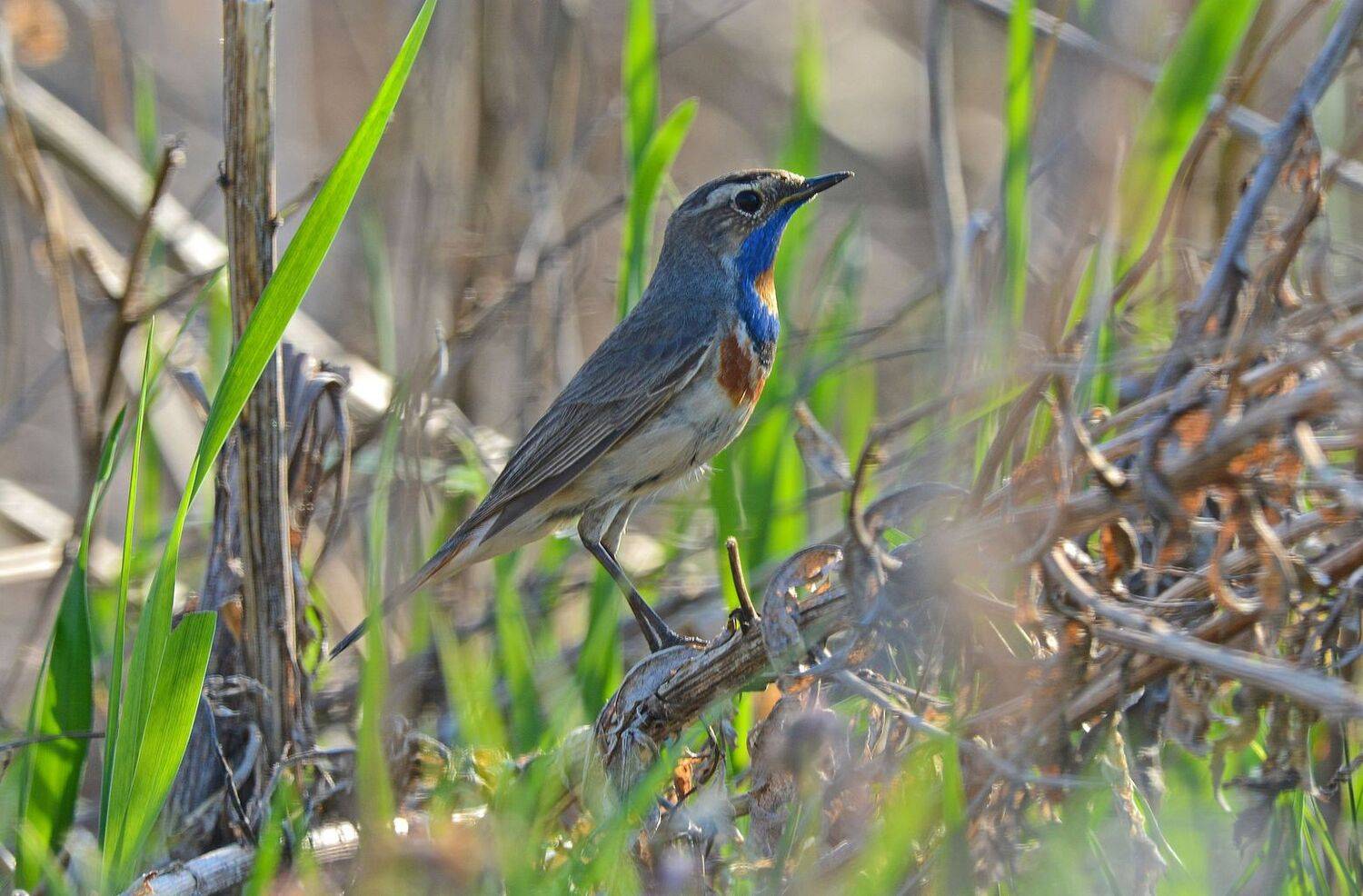 птицы, варакушка, birdwatching, дикая природа, Юлия Абрамова