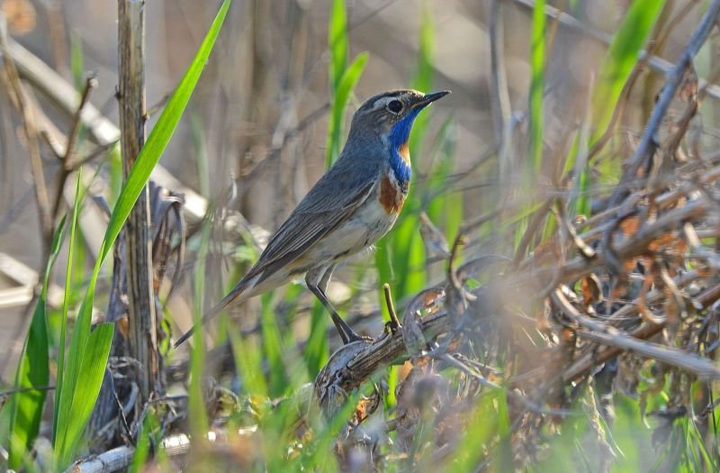 птицы, варакушка, birdwatching, дикая природа Варакушка фото превью